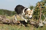CORGI PEMBROKE 170